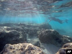 FILE - A man rests his hand on a dead reef as he snorkels in Oahu’s Hanauma Bay near Honolulu, May 6, 2016.