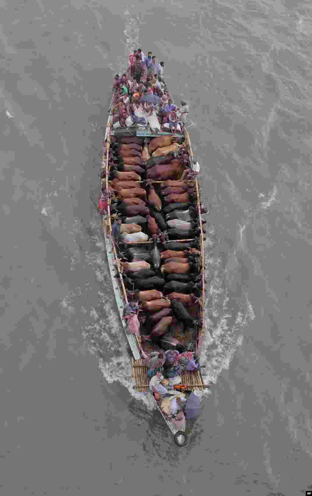 Peternak mengangkut sapi dengan perahu menuju pasar hewan menjelang perayaan Idul Adha di Dhaka, Bangladesh (23/9). (AP/M. Ahad)