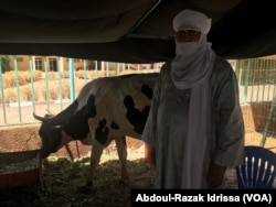Issad Ag Kato, éléveur de vaches hybrides à Niamey, Niger, le 4 mars 2017. (VOA/Abdoul-Razak Idrissa)