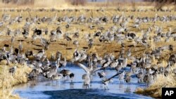 FILE - Migrating sandhill cranes collect at a pond near Newark, Neb., March 15, 2018.