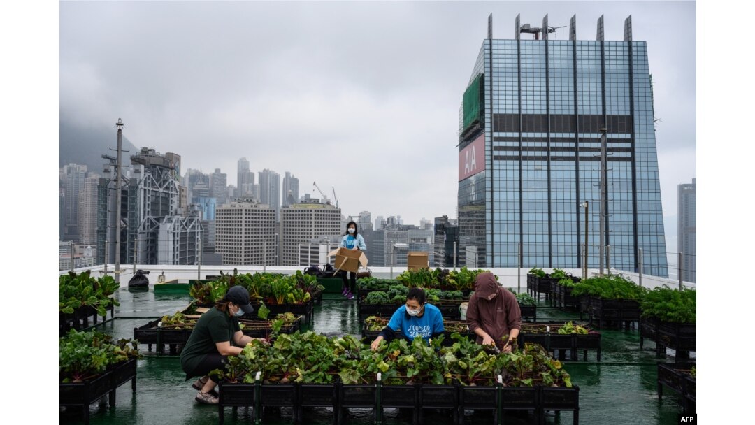 Petani perkotaan sedang memanen sayuran yang ditanam di puncak menara Bank of America setinggi 150 meter di Hong Kong pada tahun 2021. (Foto: AFP)