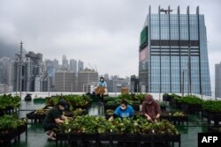 Petani perkotaan sedang memanen sayuran yang ditanam di puncak menara Bank of America setinggi 150 meter di Hong Kong pada tahun 2021. (Foto: AFP)