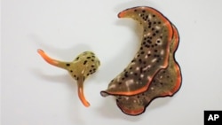 This undated photo provided by Sayaka Mitoh shows a Elysia cf. marginata sea slug after autotomy. According to a study released in the journal Current Biology on Monday, March 8, 2021, scientists have discovered that some Japanese sea slugs can grow whole
