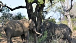 Elephants are seen in the Kruger National Park, South Africa, Tuesday, Aug. 25, 2020. Africa's tourism sector is struggling to cope with the drop in international travel caused by the COVID-19 pandemic.