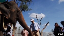 USAID deputy chief of mission Sean Callahan feeds Sambo, Phnom Penh, Cambodia, Nov. 25, 2014. (Kong Sothanarith/VOA)