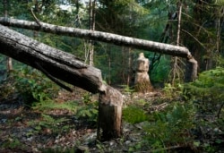 This Aug. 2017 photo shows beaver activity in a park in Maine.