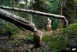 In this Aug. 8, 2017, photo trees show evidence of beaver activity in Katahdin Woods and Waters National Monument near Patten, Maine.