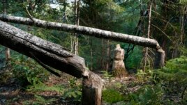This Aug. 2017 photo shows beaver activity in a park in Maine.