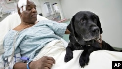 Cecil Williams pets his guide dog Orlando in his hospital bed following a fall onto subway tracks from the platform at 145th Street, Dec.17, 2013, in New York. 