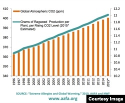 Rising Carbon Dioxide and Pollen Count