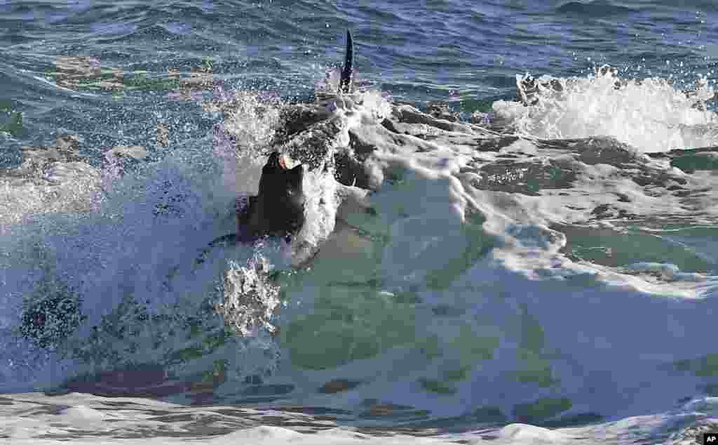 لحظۀ حملۀ یک نهنگ به شیر دریایی نزدیک به سواحل ارژنتین.
