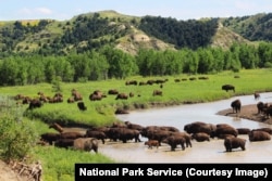 Bison at Theodore Roosevelt National Park