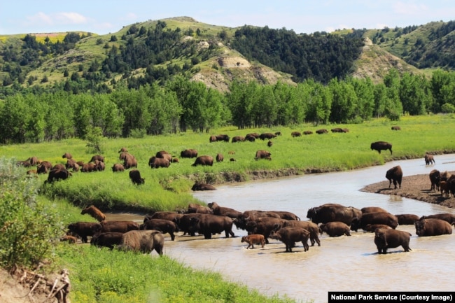 Bison at Theodore Roosevelt National Park