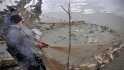 Fishermen at a fish farm in central Hungary in December. Hungary is rich in waterways, but traditionally most Hungarians eat fish only at Christmastime.