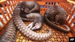 Cameroon arrested six traffickers last week to smuggle pangolins and their scales through the Douala International Airport.