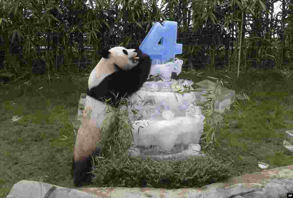 Chinese panda Le Bao his birthday cake made with ice in a celebration for his fourth birthday at the Everland amusement park in Yongin, South Korea.