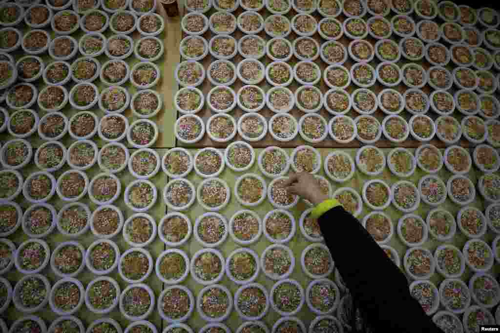 A woman arranges dishes of Burbara, a traditional food served during Saint Barbara&#39;s Day, in the village of Aboud, in the Israeli-occupied West Bank, Dec. 16, 2019.