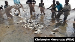 Une pêche au filet dans un étang à la coopérative Kopi Mukopo à Mbanda, à une vingtaine de kilomètres au nord-ouest de Bujumbura, 8 août 2017. (VOA/Christophe Nkurunziza)