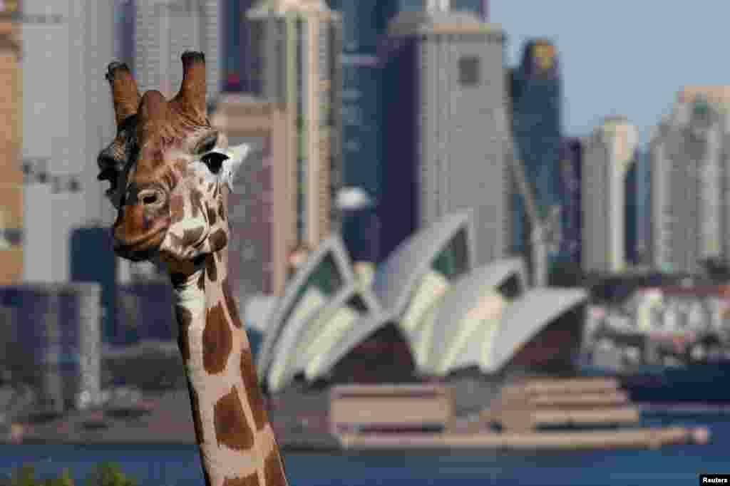 Avstraliyanın Sidney şəhərinin zooparkı