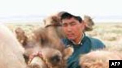 蒙古牧人和骆驼