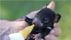 A baby Tasmanian devil is bottle fed in Australia in this undated handout image. (Aussie Ark/Handout via Reuters)