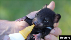 A baby Tasmanian devil is bottle fed in Australia in this undated handout image. (Aussie Ark/Handout via Reuters)