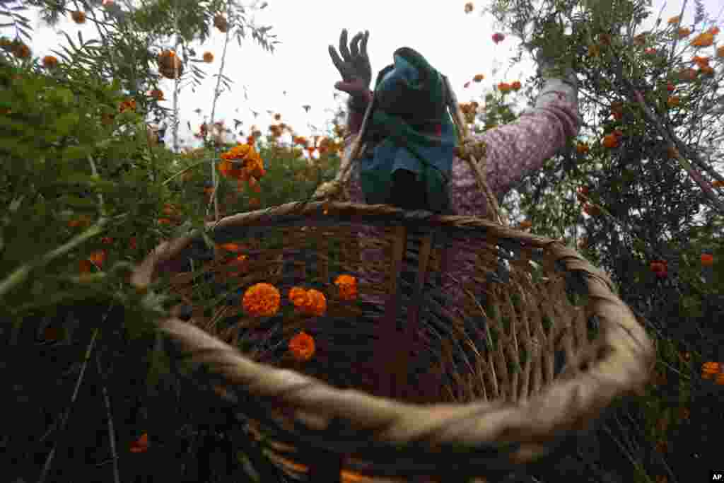 کشاورزان نپالی در آستانه یک فستیوال، این گل های نارنجی را برداشت می&zwnj;کنند.