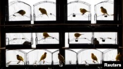 FILE - Canaries perch in their cages in a bird shed in Randalstown, Northern Ireland. 