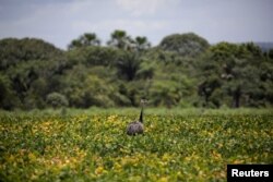 FILE - A rhea walks in a soy field near the town of Barra do Ouro, Brazil, Feb. 17, 2018.