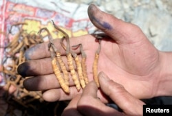 当地藏民展示冬虫夏草。中国青海省西部，贵德县拉鸡山。