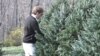 A customer at Krop's Crops in Great Falls, Va., considers Christmas tree options.