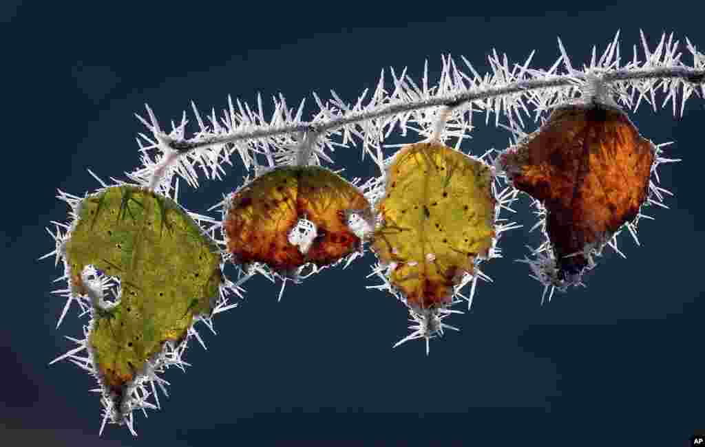 Leaves of a tree covered with hoarfrost are light by the sun in Marktoberdorf, Germany.