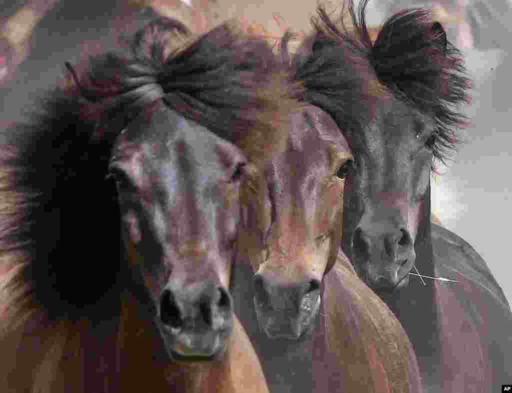 Icelandic horses are driven back from their paddock to their stables in Anspach, Germany.