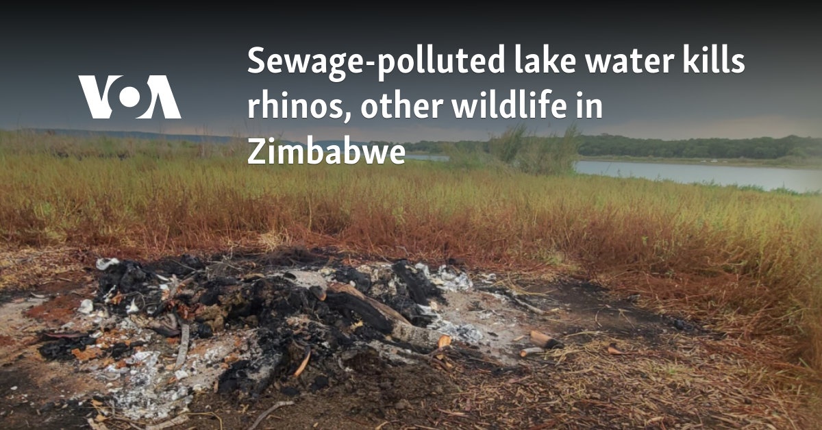 Sewage-polluted lake water kills rhinos, other wildlife in Zimbabwe