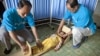 FILE - UNICEF staff measure a girl's height to see if she is stunted in a vellage health clinic of South Hamgyong province, North Korea, June 15, 2012. 
