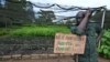 Un garde forestier ivoirien se tient à côté de coupes pour le reboisement dans la forêt classée de Tene près d'Oumé, dans la région du sud-ouest de la Côte d'Ivoire, le 19 mai 2021.