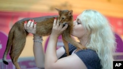 A cat gets a kiss from its owner during a cat show in Bucharest, Romania, Saturday, Sept. 28, 2019. Hundreds of cats recently competed in an international show in the Romanian capital. (AP Photo/Vadim Ghirda)