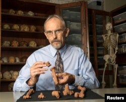 Paleoanthropologist John Kappelman is seen with 3-D printouts of Lucy’s skeleton illustrating the compressive fractures in her right humerus that she suffered at the time of her death 3.18 million years ago in this image from the University of Texas at Austin, for release, Nov. 30, 2016. (Courtesy Marsha Miller/The University of Texas at Austin)