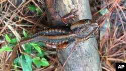 In this undated photo, a Doi Phu Kha newt sits on a branch. The Doi Phu Kha newt is among 224 new species listed in the World Wildlife Fund's latest update on the Mekong region. (World Wildlife Foundation via AP)