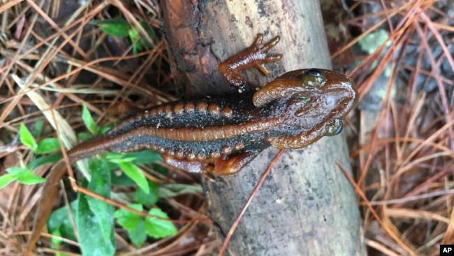 In this undated photo, a Doi Phu Kha newt sits on a branch. The Doi Phu Kha newt is among 224 new species listed in the World Wildlife Fund's latest update on the Mekong region. (World Wildlife Foundation via AP)