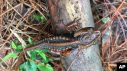 In this undated photo, a Doi Phu Kha newt sits on a branch. The Doi Phu Kha newt is among 224 new species listed in the World Wildlife Fund's latest update on the Mekong region. (World Wildlife Foundation via AP)