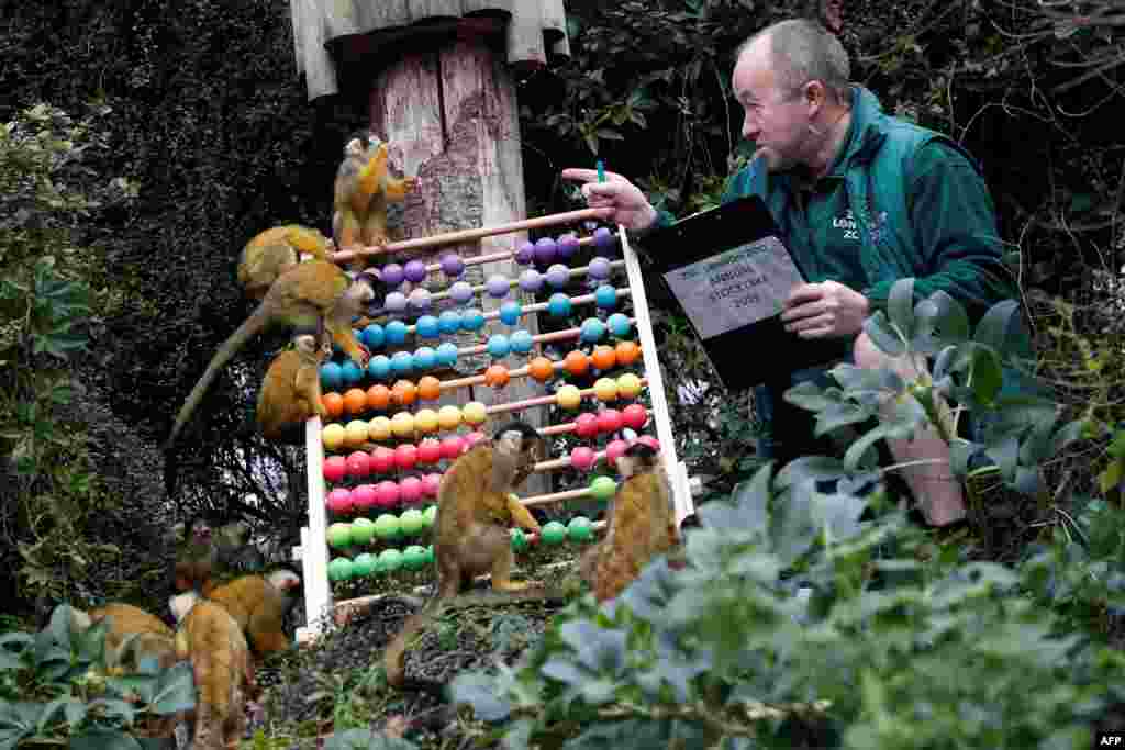 A zoo keeper poses with squirrel monkeys during the annual stock take at the ZSL London Zoo in central London.