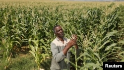 South Africa's plans to undo the wrongs of apartheid by returning land seized from native blacks is embodied in the life of farmer Koos Mthimkhulu, shown inspecting his crop at his farm in Senekal, February 29, 2012.