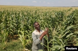 Some Zimbabweans seized white-owned commercial farmers from 2000.