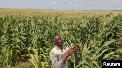 Un agriculteur inspecte la récolte dans sa ferme à Senekal, Afrique du Sud, le 29 février 2012. (Reuters)