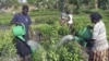 Des femmes ougandaises arrosent des semis dans une petite ferme à l'extérieur de Lira, en Ouganda, en mars 2009. (photo d'archives)