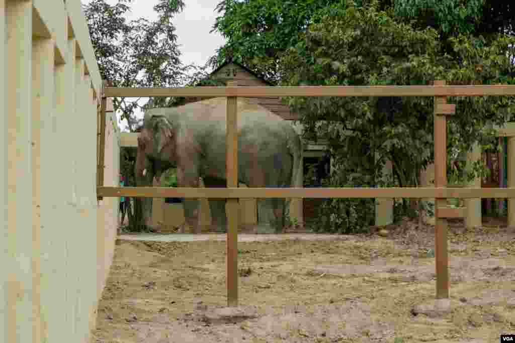 ​​​ដំរី​ឈ្មោះ​កាវ៉ាន​ (Kaavan) ដែល​ត្រូវ​បាន​គេស្គាល់ថា​ជាដំរី​ឯកោ​ បាន​ចាប់ផ្តើម​សម្រប​ខ្លួន​ទៅនឹង​ស្ថានភាព​រស់នៅ​ នៅ​ដែន​ជម្រក​សត្វព្រៃ​នៅ​កម្ពុជា​ ខេត្ត​ឧត្តរមានជ័យ​ នៅ​ថ្ងៃទី​០១ ខែធ្នូ​ ឆ្នាំ​២០២០។ (ហ៊ាន សុជាតា​/VOA)