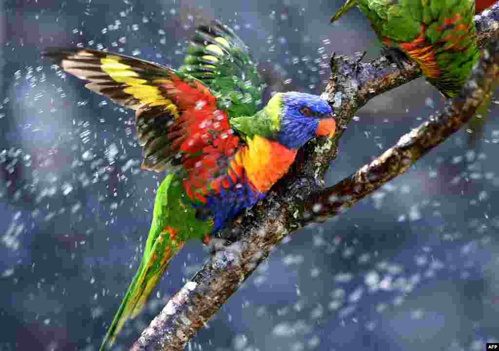 Australian rainbow lorikeets (parrots), cool off in a sprinkler at the zoo of Pessac near Bordeaux, France, as temperatures soar across the country.