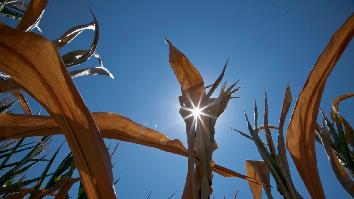 Researchers Modify Corn to Increase Nutrition