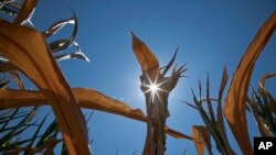 FILE - A dry field of corn is seen near Fremont, Nebraska.